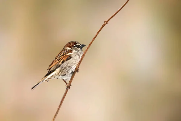 Sparrow Poleiro Galho Isolado Fundo Bokeh Marrom — Fotografia de Stock