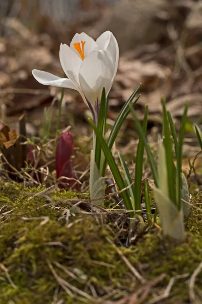 Baharda Bahçede Açan Beyaz Tarla Çiçeği — Stok fotoğraf