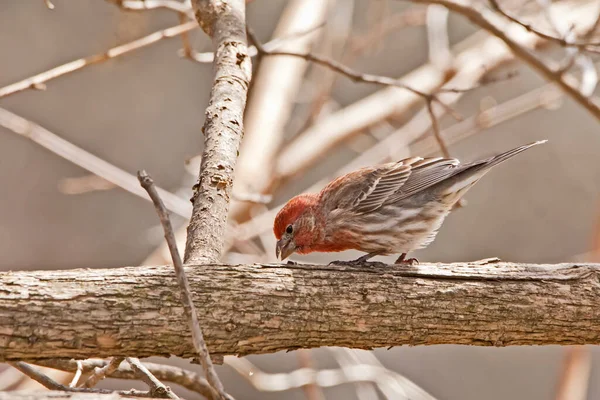 Männliche Hausfinken Fressen Einem Frühlingstag Einem Baum — Stockfoto