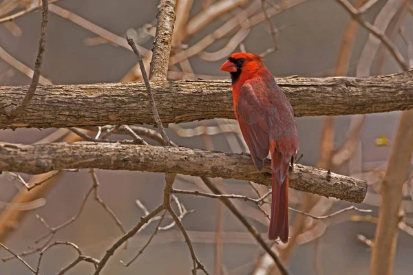 Male Northern Cardinal Perching Tree Branch Spring Day — Stockfoto