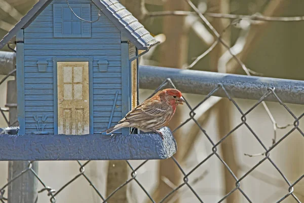 Male House Finch House Shaped Bird Feeder Spring Day — Stock Photo, Image