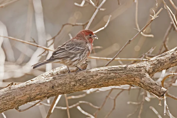 Side View Male House Finch Tree Spring Day — Photo