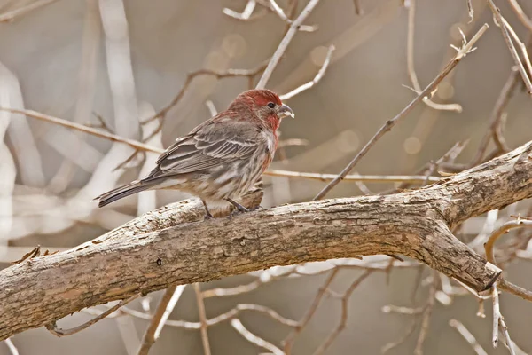 Side View Male House Finch Tree Spring Day — Stock Photo, Image