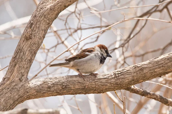 Male House Sparrow Tree — ストック写真