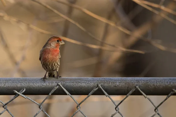 春天的一天 一只雄性家雀栖息在后院的金属栅栏上 — 图库照片