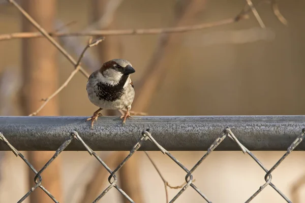 Male House Sparrow Perching Metal Fence Spring Day — Foto de Stock