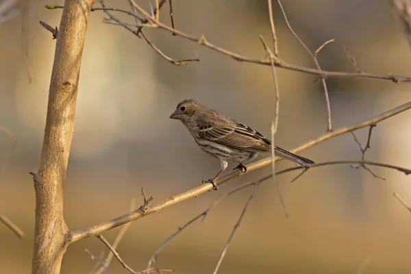 Female House Sparrow Perching Branch Spring Evening — 스톡 사진