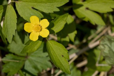 Çiçek açmış bataklık çiçeği, yakın plan.