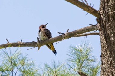 Mavi gökyüzü arka planına sahip bir çam dalına tünemiş kuzey titrek kuşu.. 