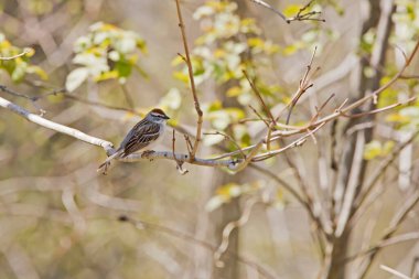 Bir bahar günü ağaçta tüneyen serçe.. 