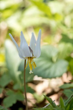 Alabalık zambağı çiçekli yüksek anahtarlı fotoğrafta. 