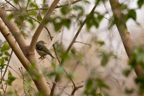 Weibliche Gelbsgrasmücke Hockt Einem Baum — Stockfoto