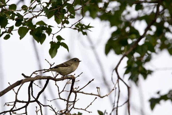 Warbler Amarelo Fêmea Empoleirado Uma Árvore — Fotografia de Stock