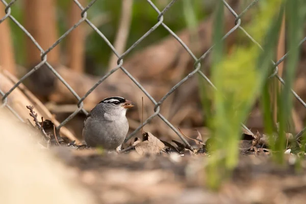 Witte Mus Grond Gekroond — Stockfoto