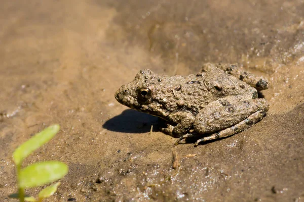 진흙에 두꺼비 — 스톡 사진