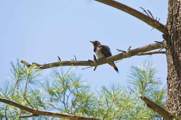 Mavi gökyüzü arka planına sahip bir çam dalına tünemiş kuzey titrek kuşu.. 