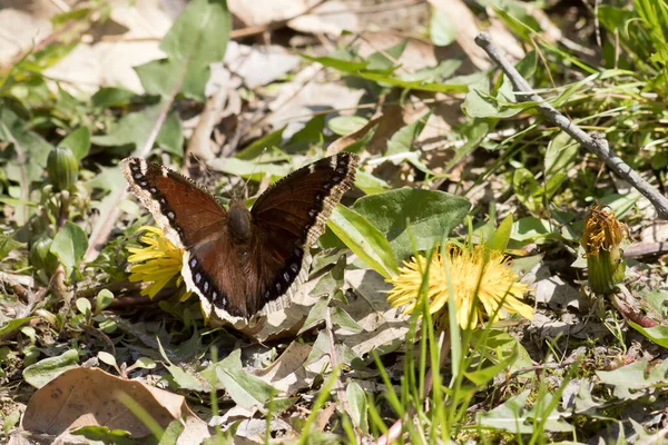 喪に服すクローク蝶で地面に安静時 — ストック写真