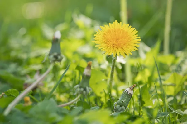 芝生の上に咲く黄色いタンポポ — ストック写真