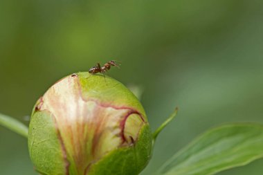 Bahçedeki şakayık çiçeği tomurcuğunun üstünde sürünen tek bir karıncanın makrofotoğrafçılığı.. 