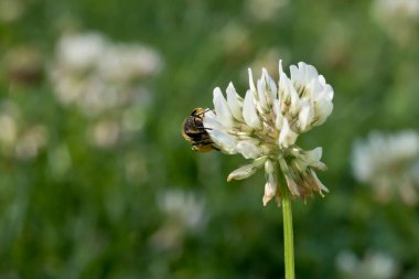 Beyaz yonca çiçeğinden dışarı bakan arı.. 