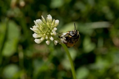 Bir yaz günü, beyaz yonca çiçeğinden nektar içen maden arısı.