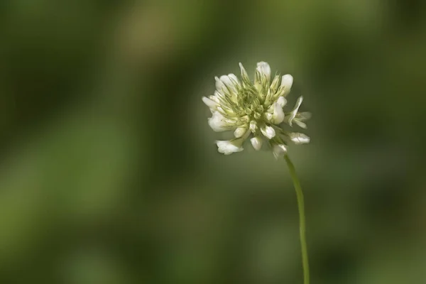 Λευκό Τριφύλλι Λουλούδι Κοντά Απομονώνονται Ένα Πράσινο Θολή Φόντο — Φωτογραφία Αρχείου