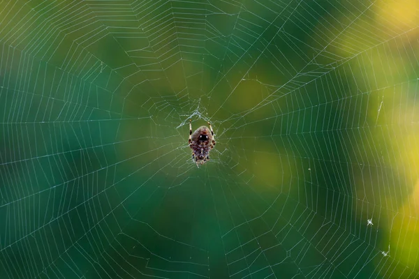 緑色のボケの背景に隔離された夏の朝に 網の中央にあるオーブウィーバークモ 女性だけがウェブを回転させます オーボウィーバークモは晩夏または初秋に日記に変更されます — ストック写真
