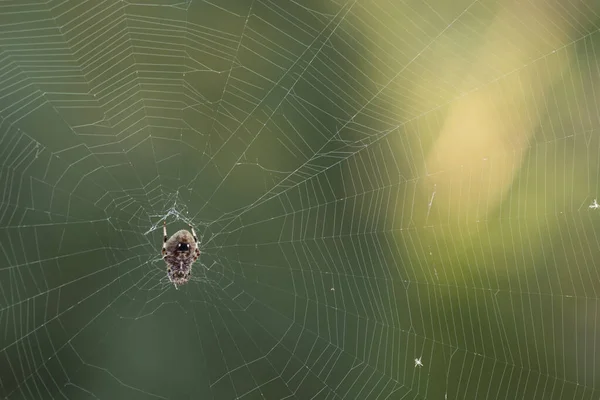 Ağındaki Ahır Örümceği Bir Yaz Sabahı Yeşil Bir Arka Planda — Stok fotoğraf