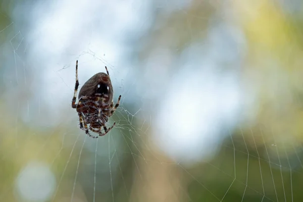 Ventral View Female Spotted Orbweaver Spider Upside Her Web Close — Stock Photo, Image