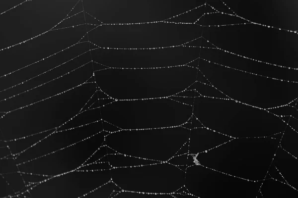 Spiderweb Καλύπτονται Σταγόνες Δροσιά Μαύρο Και Άσπρο — Φωτογραφία Αρχείου