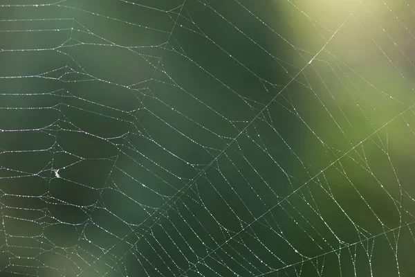 Orb Weaver Pókháló Borított Harmat Makrofotózás Reggel Egy Nyári Napon — Stock Fotó