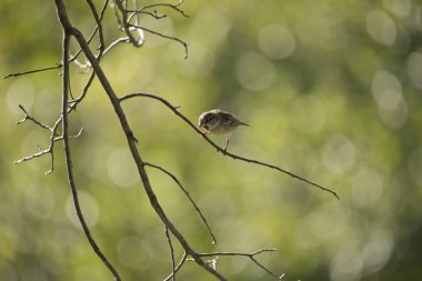 Iowa 'da bir yaz sabahı yeşil bir bokeh arka planda bir erkek serçe ağaçtan aşağı bakıyor.. 