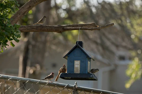 Group of birds feeding at a blue bird feeder shaped as a house in an Iowa backyard on a summer morning.