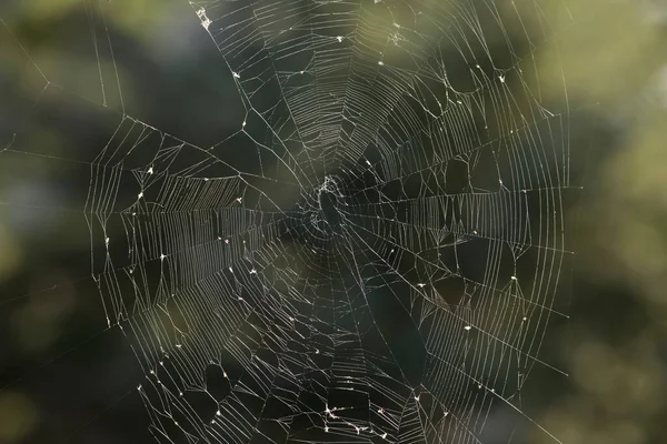 Υφαντής Σφαίρας Spiderweb Απομονωμένο Σκούρο Πράσινο Φόντο — Φωτογραφία Αρχείου