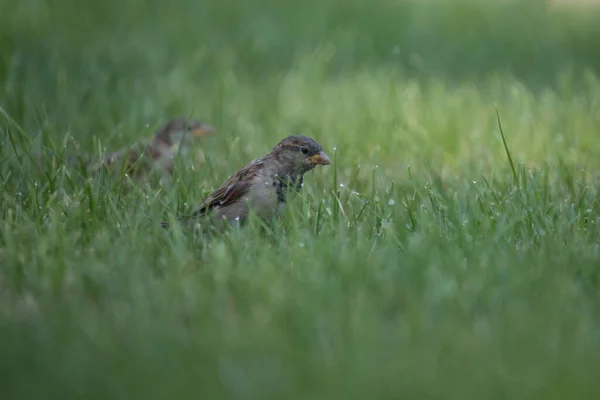 Zijaanzicht Van Een Vrouwelijke Huisvink Grond Zoek Naar Zaden Het — Stockfoto