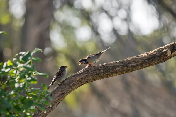 Männliche Haussperlinge Zwitschern Einen Weiblichen Haussperling Die Beiden Vögel Stehen — Stockfoto