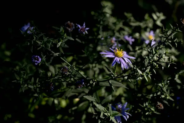 Moody Kerti Fotózás Egy Lila Pirítósvirág Virágzik Egy Őszi Napon — Stock Fotó