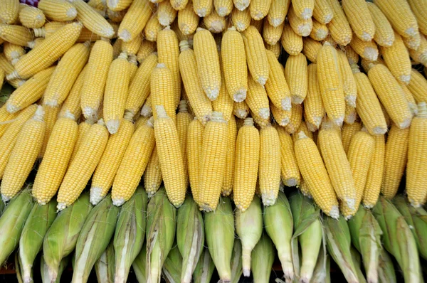 Fresh corns — Stock Photo, Image