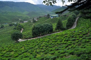 çay plantasyon cameron highlands, Malezya