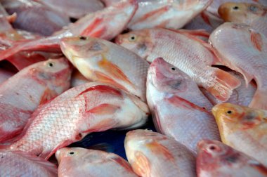 Kırmızı tilapia