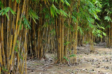 Sarı bambu ormanları