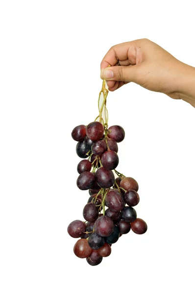 Vue recadrée de la main femelle tenant des raisins noirs isolés sur fond blanc — Photo