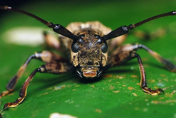 Long horned beetle on leaf macro — Stock Photo, Image