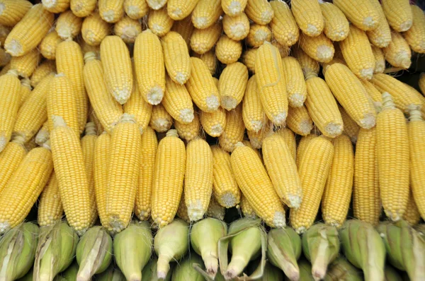 Fresh corns — Stock Photo, Image