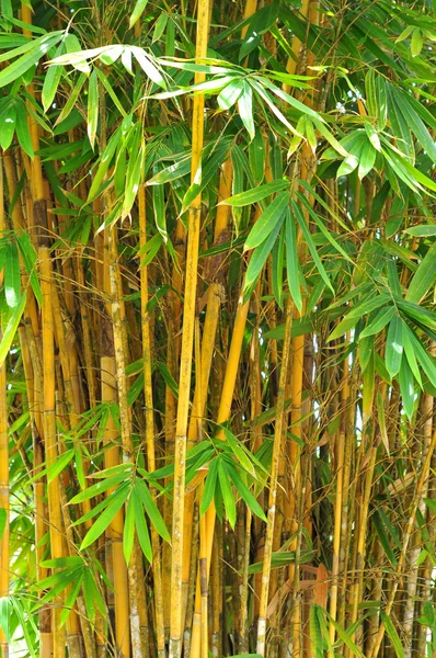 Žlutý bambusový les pozadí — Stock fotografie