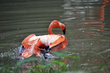 pembe flamingo