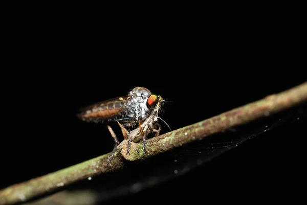 Robberfly eating — Stock Photo, Image