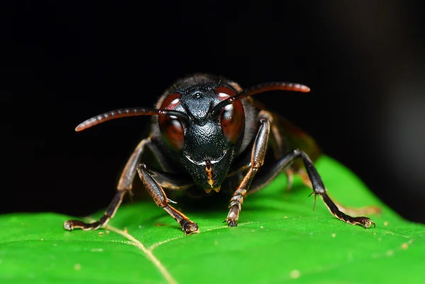 Bees in macro — Stock Photo, Image