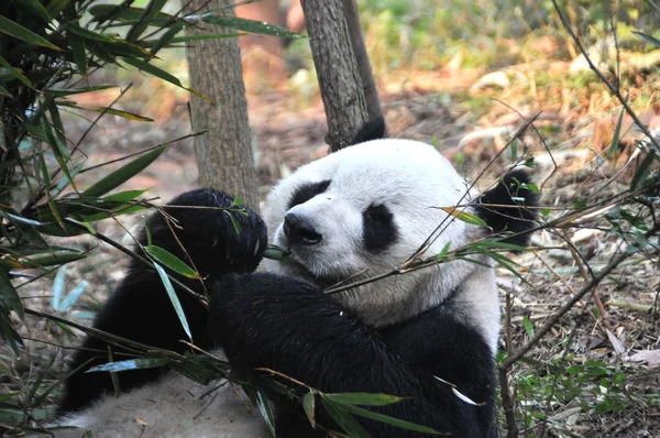 Panda gigante — Foto Stock