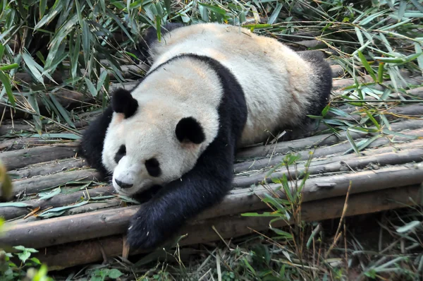 Panda gigante — Foto Stock